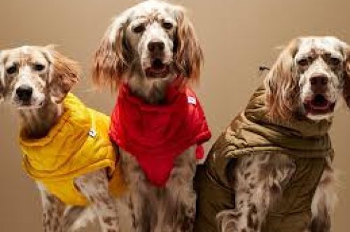 dog sweaters
