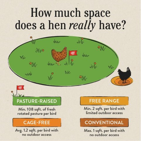organic eggs, organic egg pasture raised, organic eggs near me, organic egg nutrition facts