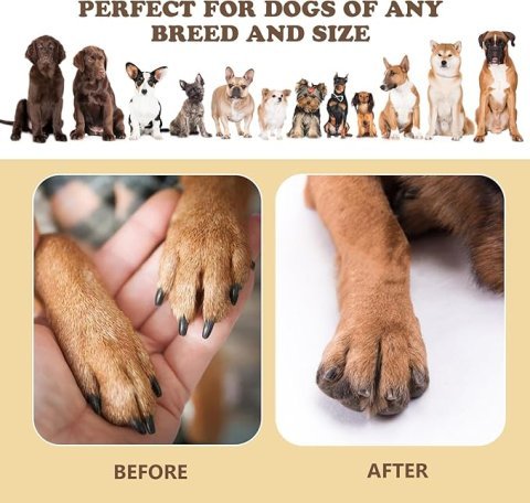 Buy Dog Nail Scratch Board | Stress-Free Interactive File